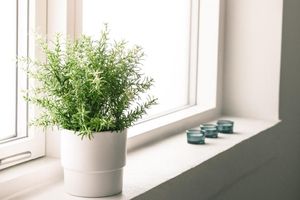 Uklonite toksine iz kuće: 8 sobnih biljaka koje pročišćavaju vazduh
