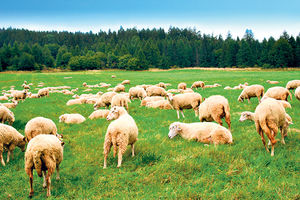 MASAKR NEVIĐENIH RAZMERA: Poljoprivrednik iz Australije se sprema da zakolje 3.000 ovaca, a razlog je veoma TUŽAN (FOTO)