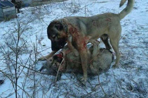 (UZNEMIRUJUĆI SNIMAK) UŽAS U ORAHOVCU: Snimili kako pas ubija vuka
