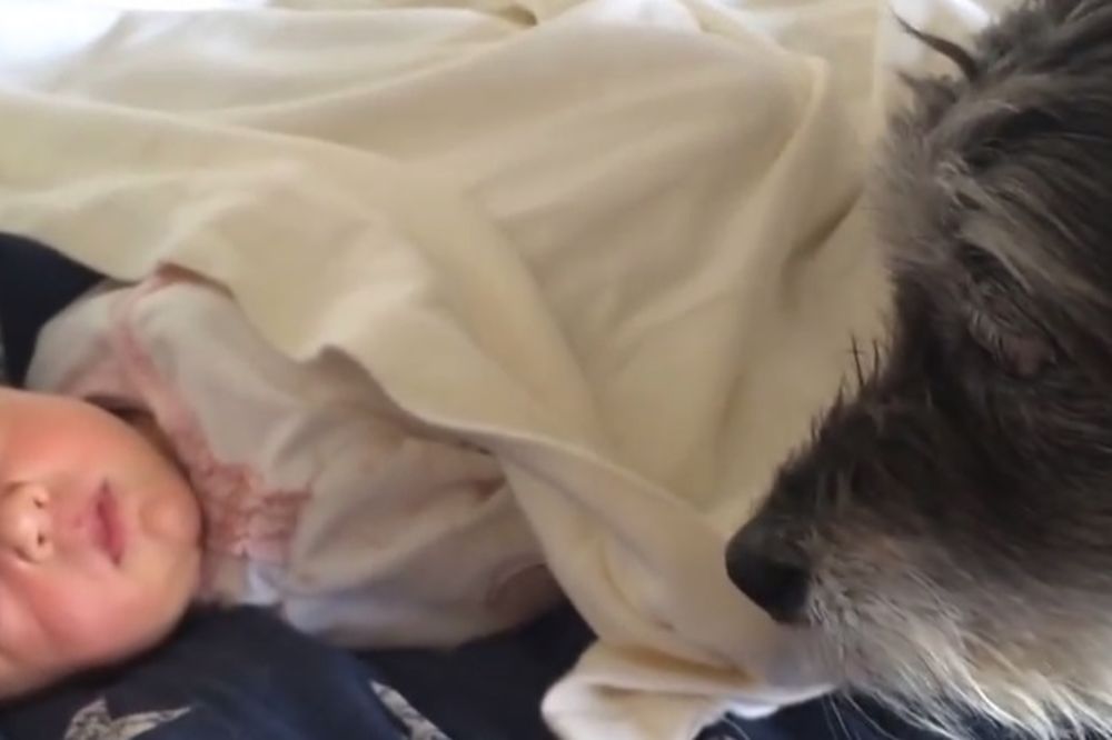 (VIDEO) NEODOLJIVO: Pogledajte kako je pas reagovao kad je video da beba spava