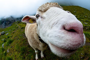 UZEO PRAVDU U SVOJE RUKE: Zaustavio međunarodni voz tražeći 100 evra za zgaženu ovcu!