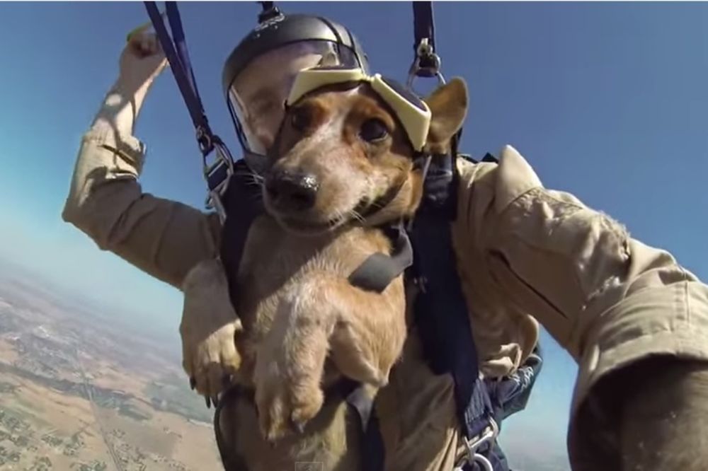 OVO SU HRABRI PADOBRANCI: Psi skaču iz aviona i uživaju na visini! (VIDEO)