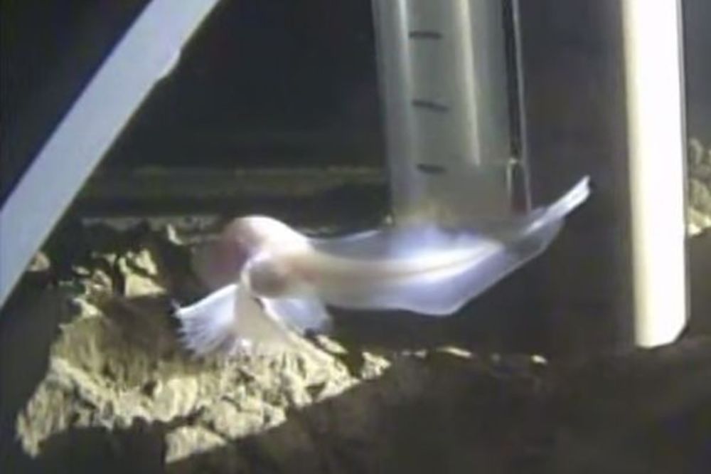 (VIDEO) ČUDESNA PRIRODA: Snimak "ribe duha" iznenadio naučnike