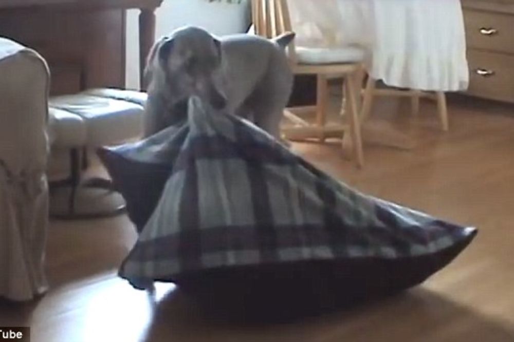 (VIDEO) KUCA PAMETNICA: Dan je bio hladan, a evo šta je pas uradio da se zagreje