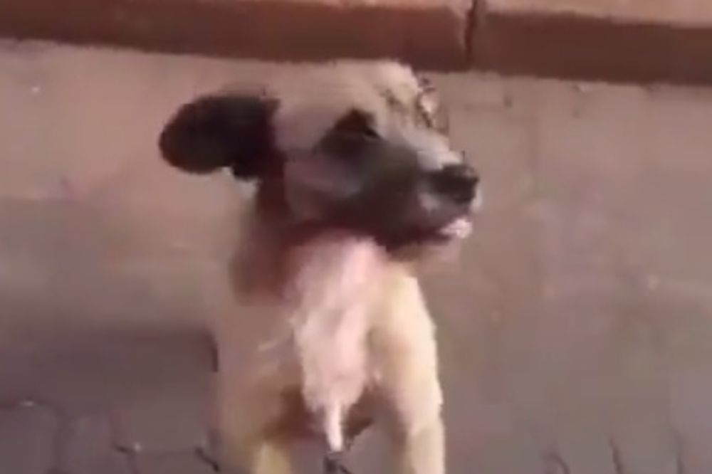 (VIDEO) RASPLAKAO BOLNIČARE: Pogledajte šta je ovaj pas uradio kada je njegovom vlasniku pozlilo!