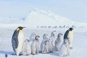 NOVI STANARI: Pingvini stižu u beogradski Zoo vrt