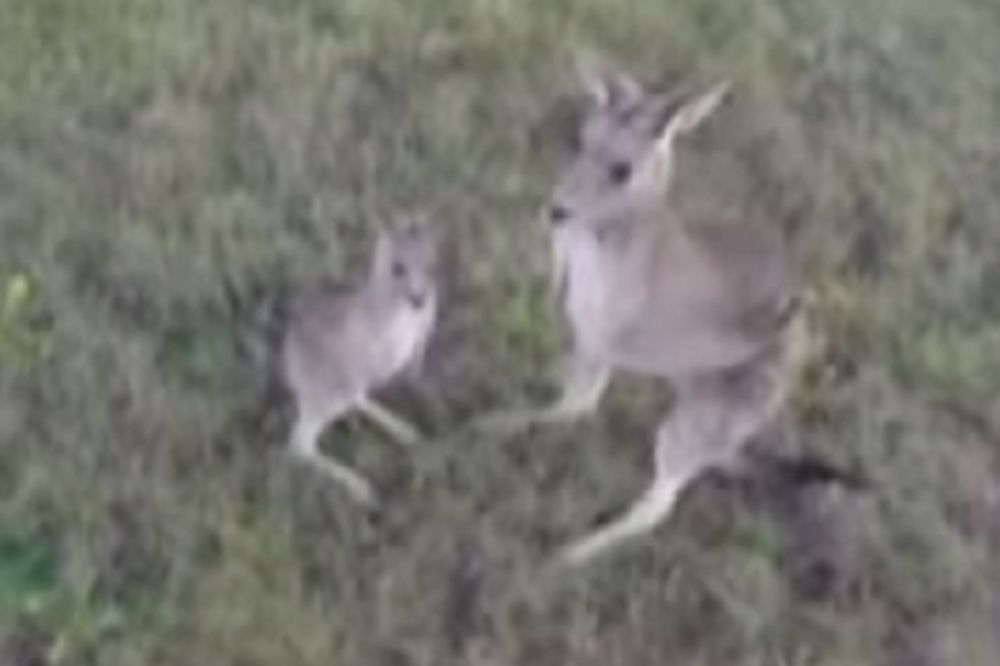 (VIDEO) OVO JE LOVAC NA DRONOVE: Pogledajte šta je uradio ovaj kengur
