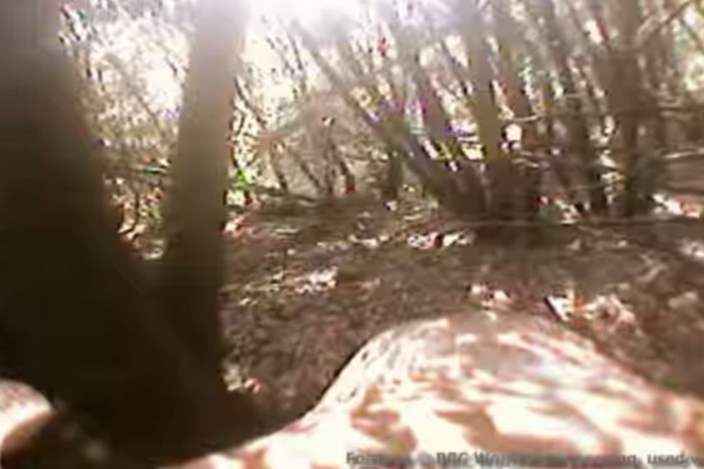 SUPERKONTROLA: Kamera na glavi jastreba snimila fantastične kadrove! (VIDEO)
