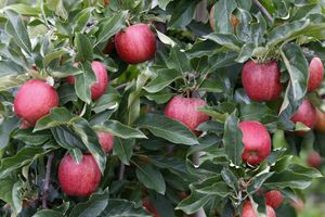 RUSIJA ZABRINUTA: Moksva želi objašnjenje za povećan izvoz jabuka iz Srbije