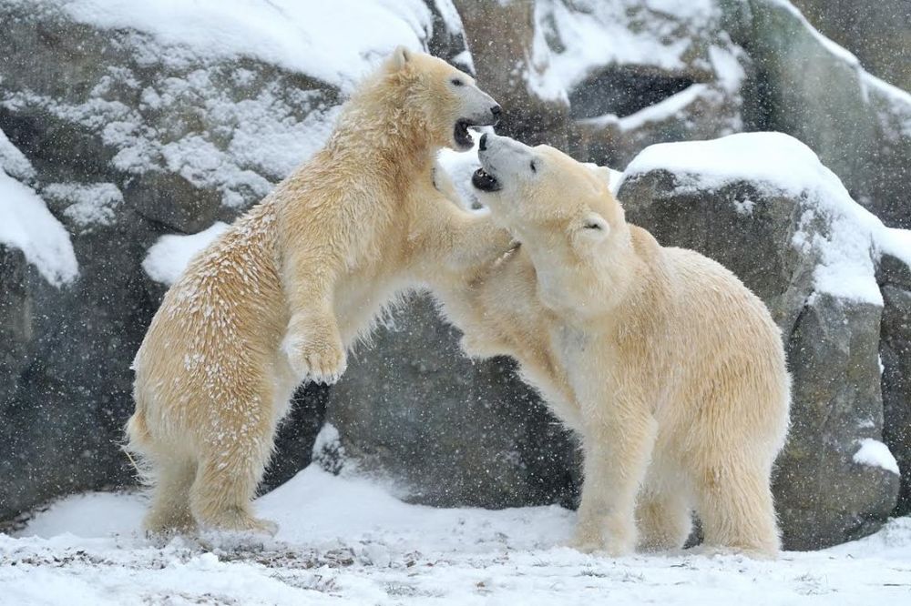 ZIMSKA IDILA U ŠENBRUNU: Polarni medvedi dočekali svojih pet minuta!