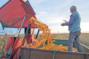 EKONOMSKA ANALIZA: Izvozni adut Srbije je kukuruz