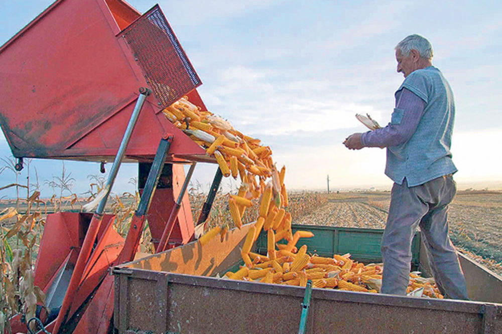 EKONOMSKA ANALIZA: Izvozni adut Srbije je kukuruz