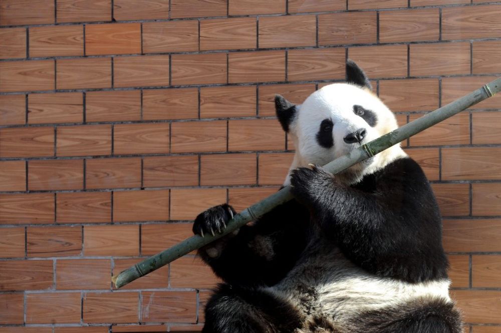 OVA FOTOGRAFIJA JE ODUŠEVILA SVET: Panda koja svira flautu napravila šou