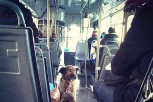 Ovo je istina o psu iz autobusa kojeg svi Beograđani traže!