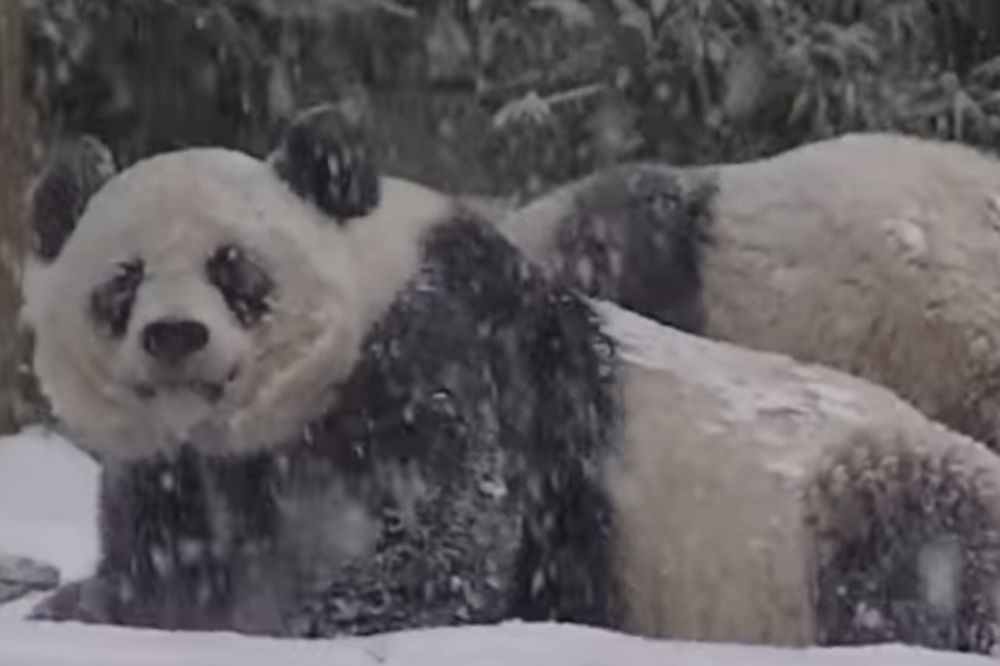 (VIDEO) NEODOLJIVO: Pogledajte pandin prvi susret sa snegom