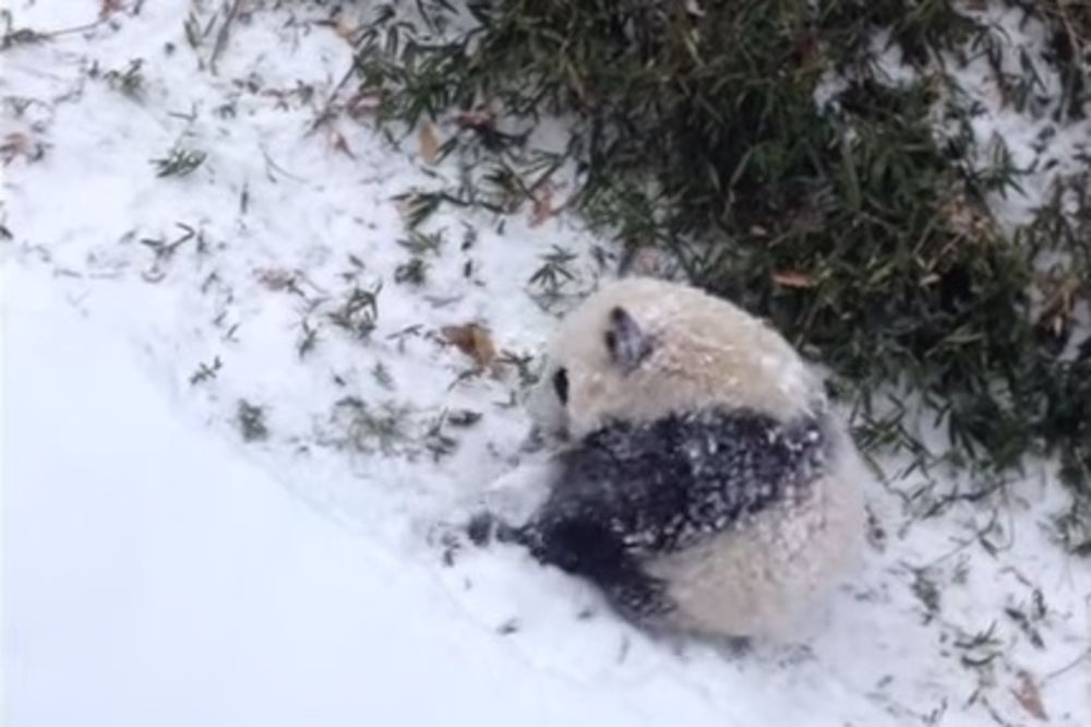 KAKVA RADOST: Mladunče pande prvi put videlo sneg!