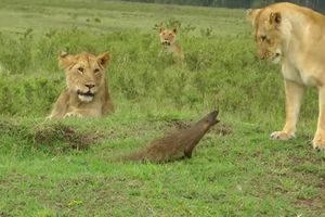 (VIDEO) Kako je hrabri, mali mungos oterao velike i strašne lavove