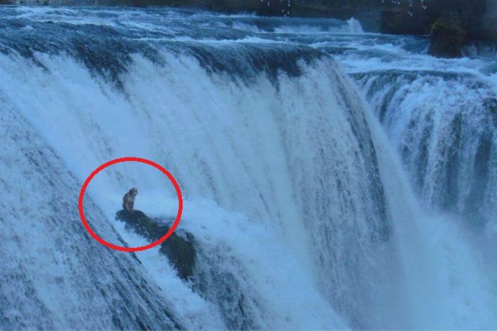 (FOTO) OD LJUDI NEMA VAJDE: Pas danima bio zarobljen na vodopadu reke Une!