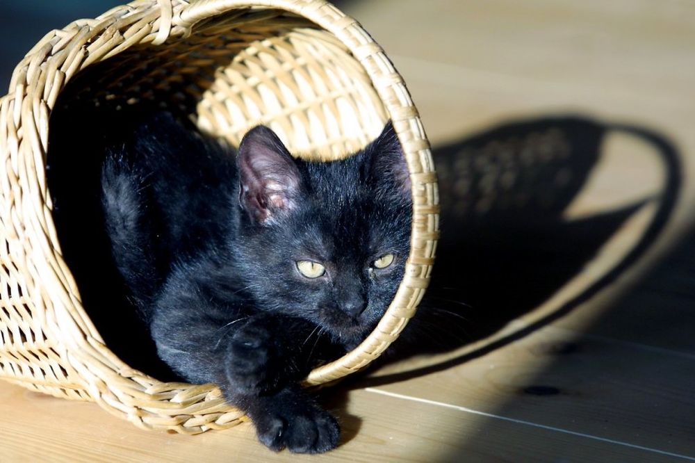 NEGDE IH POŠTUJU, NEGDE BOJE: 7 zanimljivih činjenica o crnim mačkama!