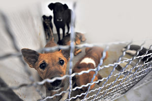 APEL UDRUŽENJA:  Izmenom Zakona o dobrobiti vraćaju eutanaziju zdravih životinja?!