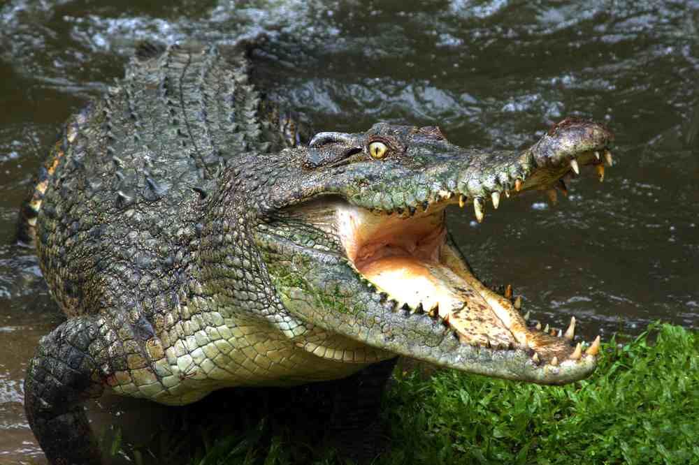 (VIDEO) NOVA DRAMA U ORLANDU: Aligator zgrabio i odvukao dečaka (2)