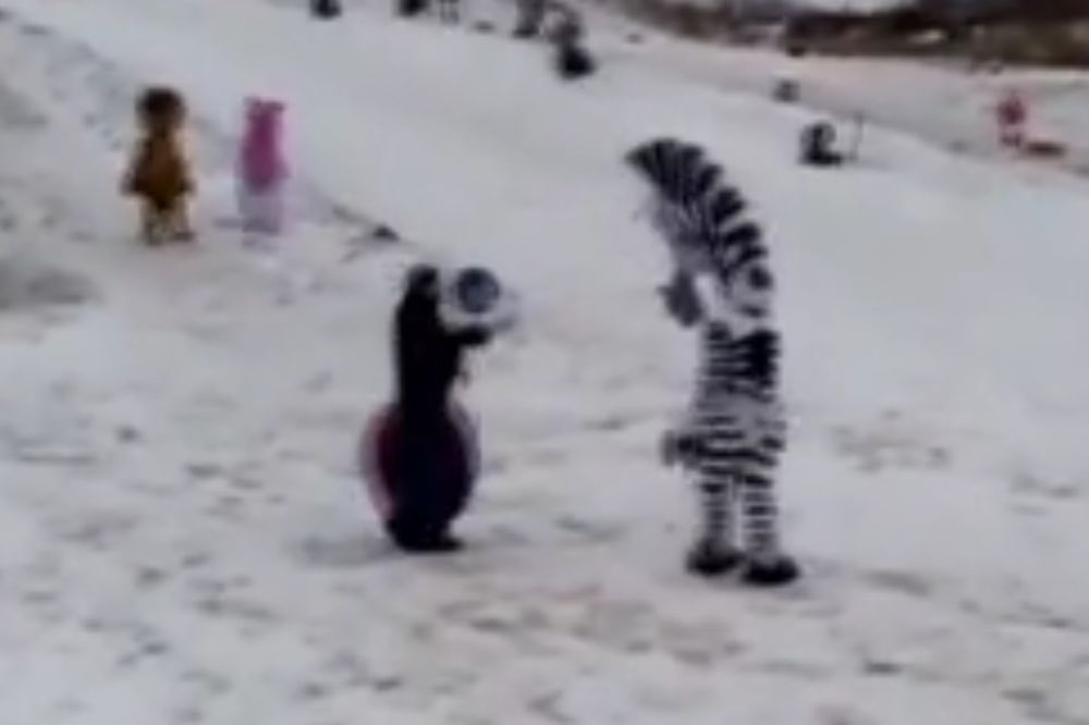 (VIDEO) LUĐI OD CRTAĆA: Zebra, lav i dlakavi vanzemaljac odvalili od batina ruskog huligana!