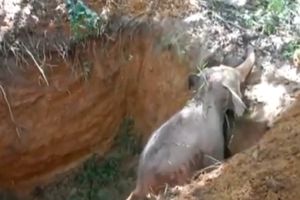 (FOTO, VIDEO) Beba slon očajnički pokušavao da izađe iz jame, ali mu je bila potrebna pomoć...