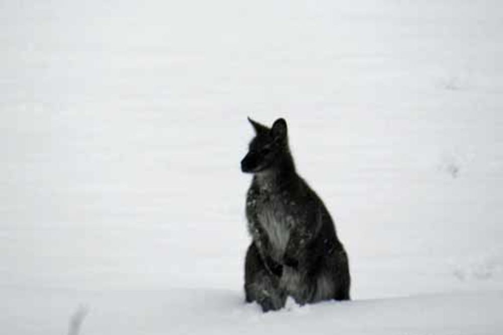 (FOTO) OVO JOŠ NISTE VIDELI: Kenguri na snegu usred Austrije!