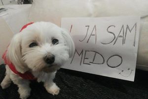CELA BIVŠA JUGA UZ MEDU: Podrška za psa kome je zabranjeno da laje!