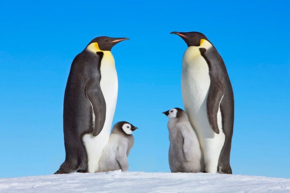 Zbog čega pingvini ne mogu da lete?