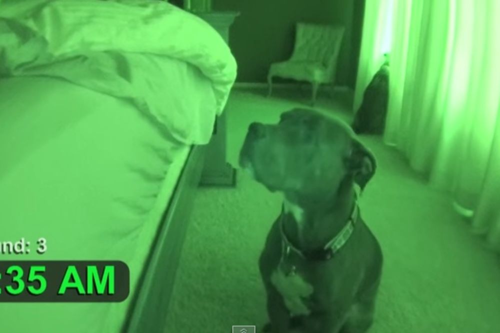 (VIDEO) GAZDA, USTAJ: Ovaj pas je živi alarm, uvek zna kad je 5.30!