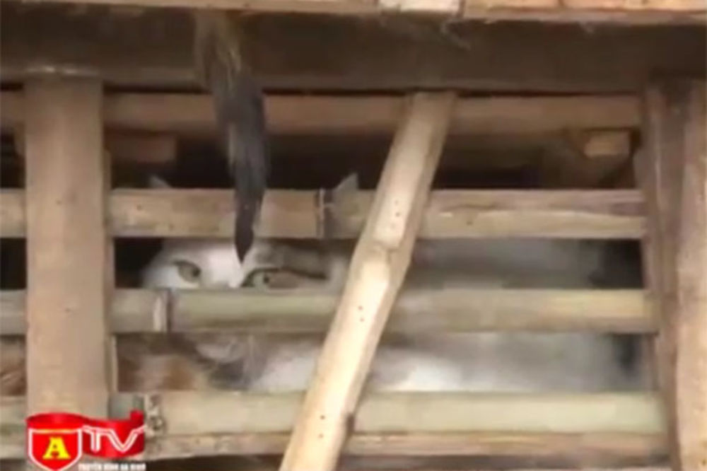 (UZNEMIRUJUĆI VIDEO I FOTO) NEZAPAMĆEN ZLOČIN NAD ŽIVOTINJAMA: Presom zdrobili hiljade živih mačaka