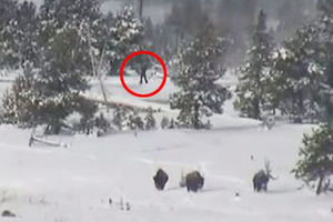 (VIDEO) MISTERIJA JELOUSTOUNA: Čuvari pratili bizone, a snimili nešto mnogo zanimljivije