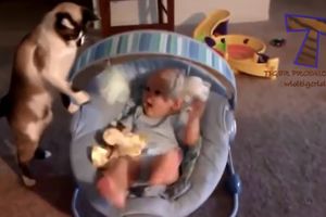 (VIDEO) JEDNOSTAVNO PRESLATKO: Ovako se igraju mace i bebe
