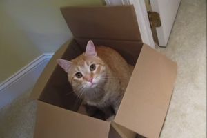 (VIDEO) NAPOKON OTKRIVENO: Zašto mačke toliko vole kutije?