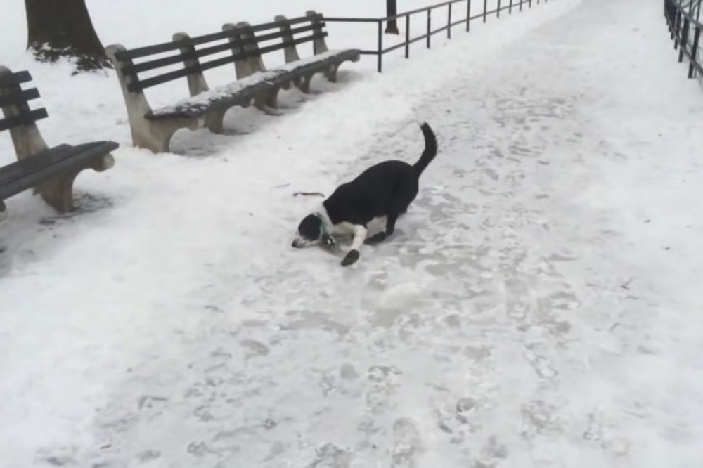 (VIDEO) KO SE ZADNJI SMEJE: Momak se smejao svom psu, a onda ga je stigla sudbina!
