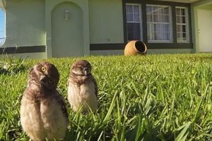 HIT NA JUTJUBU: Saznajte zašto su ove sove oduševile svet