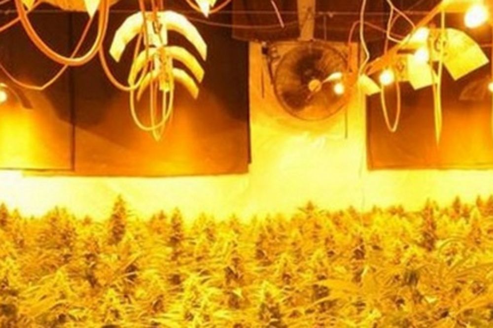 POLICIJA TRAŽI VLASNIKA STANA: U 60 kvadrata gajio marihuana vrednu 800.000 evra!