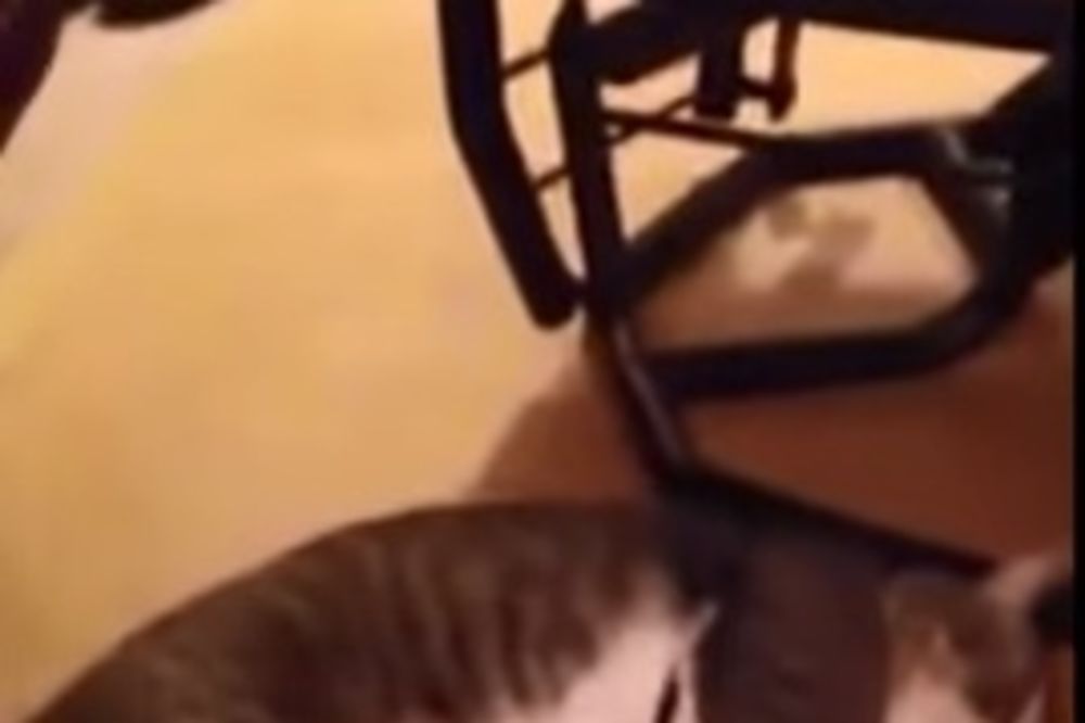 (VIDEO) URNEBESNO: Ovako lenju mačku još niste videli!