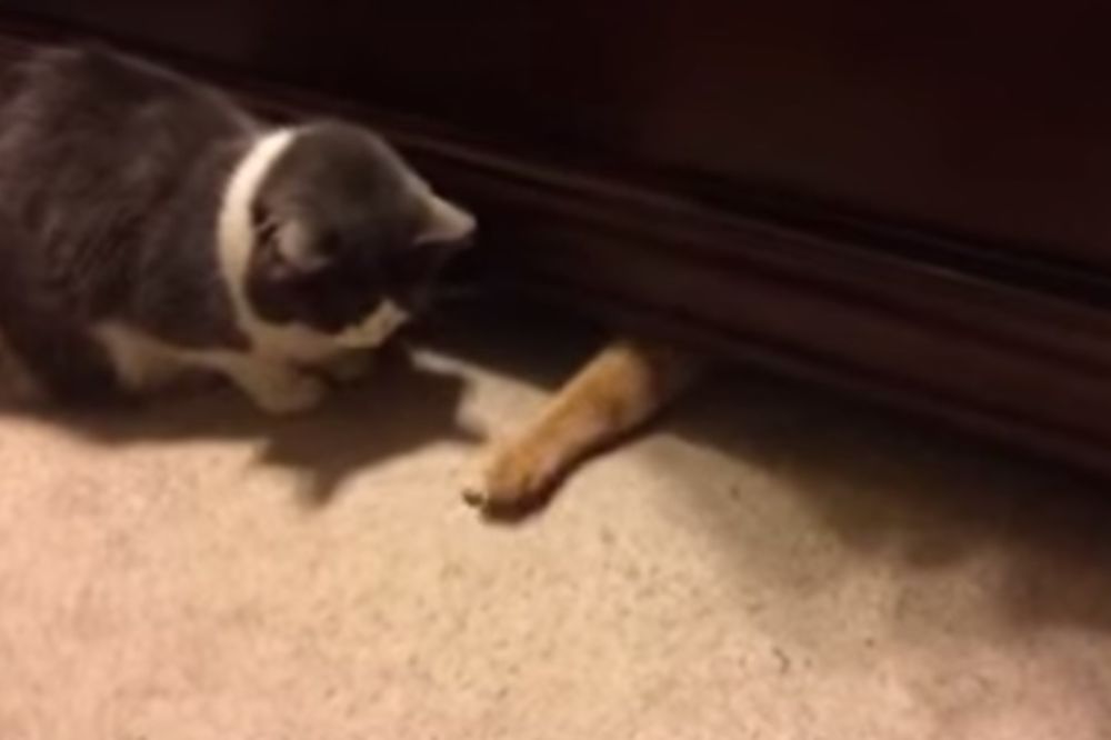 (VIDEO) SRAM JE BILO: Nindža mačka maznula drugarici hranu pred nosem