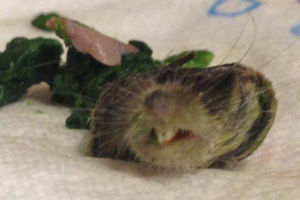 HOROR U SPANAĆU: Žena pronašla glavu pacova u kesi zamrznutog povrća!