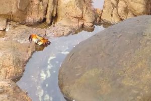 (VIDEO) Bezbrižno je šetala kamenjarom, ali ono što je iskočilo iz vode bilo je pogubno