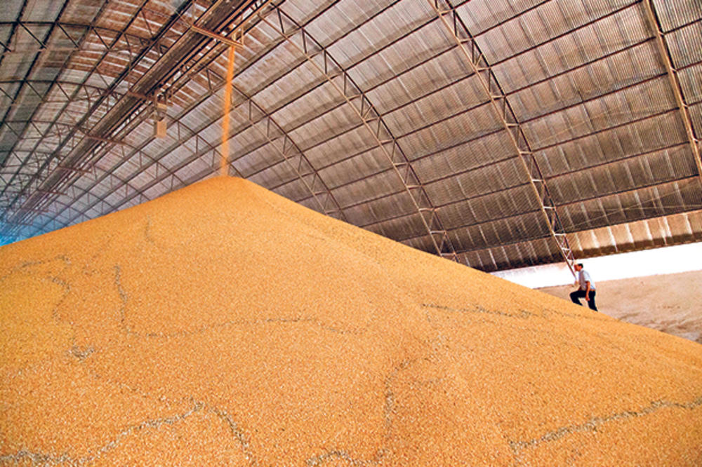 USDA prognozira manji uvoz kukuruza u Kini