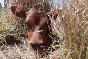 (VIDEO) DA TI SRCE PREPUKNE: Krava sakrila tele da ga farmer ne pronađe! Evo šta se posle dogodilo