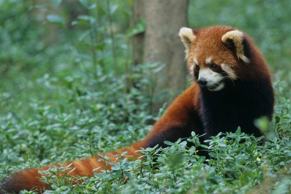 Црвена панда