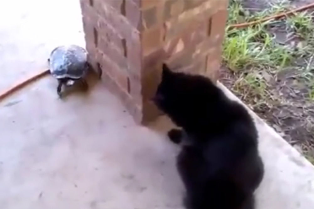 (VIDEO) OVAKVE DRUGARE NISTE VIDELI: Kad se mačak i kornjača igraju žmurke