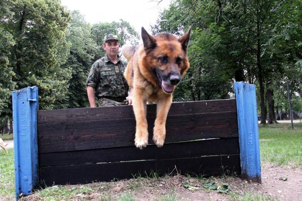 UDOMLJENI: Penzionisani vojni psi našli nove domove!