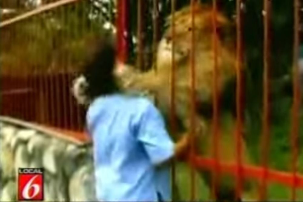 (VIDEO) Žena je prišla lavovskom kavezu, a ono što se zatim dogodilo će vas šokirati