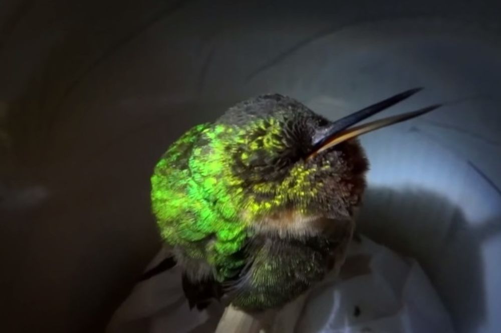 (VIDEO) Kolibri koji hrče? Ako ne verujete, pogledajte ovaj snimak