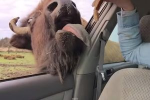 (VIDEO) Ovako izgleda kada bizon hoće da se druži